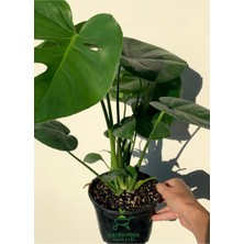 Garden Box Deve Tabanı Çiçeği 1 Adet Saksılı 30-50 cm Monstera Deliciosa