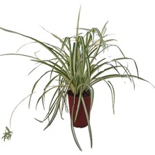 Kurdele Çiçeği (20-30 cm)1 Adet Saksılı Dış/ İç Mekan Bitkisi