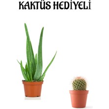 Parlak Dolgun Formlu Aleovera Bitkisi Kadınlar Gününe Özel Kaktüs Hediyeli