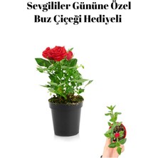 Kadınlar Gününe Özel Hediyelik Kırmızı Renk Gül Fidanı Buz Çiçeği Hediyeli