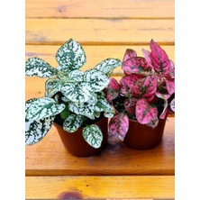 Kırmızı ve Beyaz Renk 2 Adet Hostes Çiçeği 10-15 cm İç Mekan Bitkisi