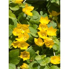 Sarı Kız Altın Koyle Çiçeği Sarı Çiçekkli 1 Adet Saksılı 30-40 cm Lysimachia Nummularia