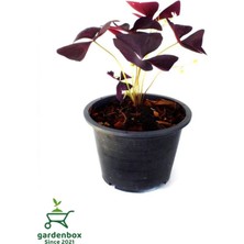 Uyku Çiçeği Süs Yoncası Oxalis Triangularis 1 Adet 20-30 cm