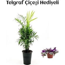 Kadınlar Gününe Özel Şamador Dağ Palmiyesi Bitkisi Telgraf Hediyeli