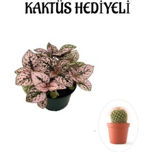 Toz Pembe Zarif Yapraklı Hostes Çiçeği Kadınlar Gününe Özel Kaktüs Hediyeli