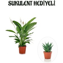 Hediyelik Beyaz Barış Çiçeği Kadınlar Gününe Özel Sukulent Hediyeli