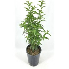 Melisa Parfüm Çiçeği 30-50 cm 1 Adet (Cestrum Nocturnum)