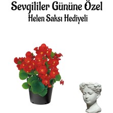 Kadınlar Gününe Özel Kırmızı Renk Şeker Begonya Çiçeği Helen Saksı Hediyeli