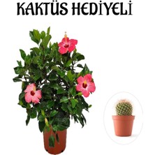 Kadınlar Gününe Özel Pembe Renk Japon Gülü Çiçeği Kaktüs Hediyeli