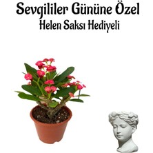 Kadınlar Gününe Özel Kırmızı Renk Milli Diken-Kaktüs Helen Saksı Hediyeli