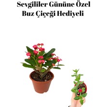 Kadınlar Gününe Özel Kırmızı Renk Milli Diken-Kaktüs Buz Çiçeği Hediyeli