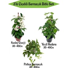 Kızılay Çiçeği+ Hedera Helix+ Potos Sarmaşığı
