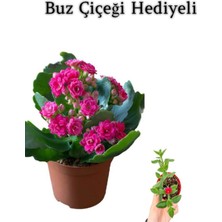 Kadınlar Gününe Özel Pembe Renk Kalanşo-Emel Hanım Buz Çiçeği Hediyeli