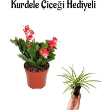Hediyelik Kırmızı Yılbaşı Çiçeği Kadınlar Gününe Özel Kurdele Çiçeği Hediyeli
