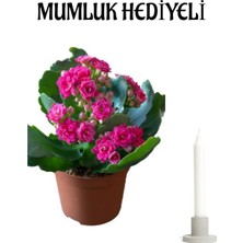 Koyu Pembe Kalanşo(Kalanchoe) Çiçeği Mumluk Hediyeli Kadınlar Günü Hediyesi