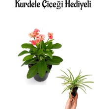 Garden Box Kadınlar Gününe Özel Pembe Milii Dikenler Tacı Çiçeği Kurdele Çiçeği Hediyeli