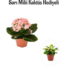 Kadınlar Gününe Özel Açık Pembe Kalanşo-Emel Hanım Çiçeği Sarı Milli Hediyeli