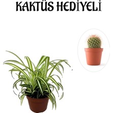 Sarı Yeşil Yapraklı Kurdele Çiçeği Kadınlar Gününe Özel Sarı Milii Kaktüs Hediyeli