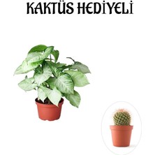 Kadınlar Günü Hediyesi Zarif Yapraklı Melek Kanadı Bitkisi Kaktüs Hediyeli