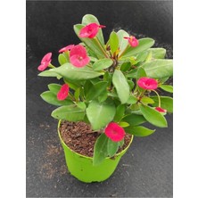 Videolu Kırmızı Milli Dikenler Tacı Çiçeği Fidanı 25-55 cm Saksılı İç Mekan Bitkileri Red Euphorbia