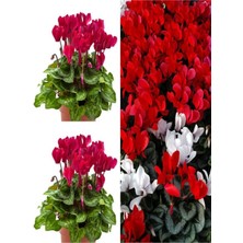 Videolu Kıpkırmızı Sıklamen 25-35 cm Saksılı İç Mekan Bitkileri Red Cyclamen