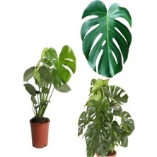 Videolu 1 Adet Deve Tabanı Çiçeği 30-60 cm Saksılı İç Mekan Bitkileri (Monstera)