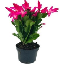 Hediyelik Pembe Renk Yılbaşı Çiçeği Kadınlar Gününe Özel Tül Kuşkonmaz