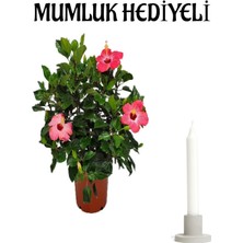 Kadınlar Gününe Özel Pembe Renk Japon Gülü(Hibiscus Rosa) Mumluk Hediyeli