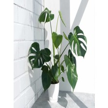 Deve Tabanı Bitkisi - Monstera Deliciosa-İthal 35-50 cm Dolgun Formlu İç Mekan