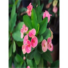 Euphorbia Dikenler Tacı Pembe Renk İthal Kaktüs Ev Ofis İç Mekan Bitkisi 12 cm