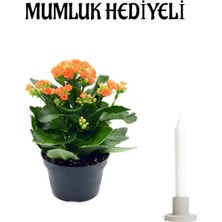 Turuncu Renk Kalanşo Çiçeği Mumluk Hediyeli Sevgiler Günü Hediyesi