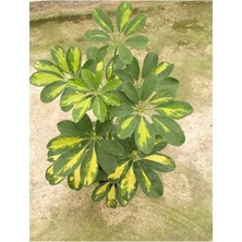 Videolu Çok Yapraklı Tek Dal Alacalı Şeflera Çiçeği 40-60 cm Saksılı İç Mekan Bitkileri (Schefflera)