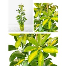 Videolu Tek Dal Alacalı Şeflera Çiçeği 40-100 cm Saksılı İç Mekan Bitkileri Schefflera