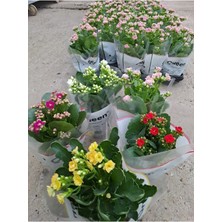 5 Li Kalanşo Çiçeği Paketi