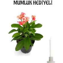 Pembe Renk Milli Dikenler Tacı(Euphorbia) Çiçeği Kadınlar Gününe Özel Mumluk Hediyeli