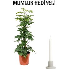 Hediyelik Yeşil Şeflera Bitkisi Kadınlar Gününe Özel Sarı Milli Kaktüs Hediyeli