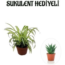 Sarı Yeşil Yapraklı Kurdele Çiçeği Kadınlar Gününe Özel Sukulent Hediyeli