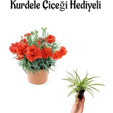 Kadınlar Günü Hediyesi Kırmızı Karanfil Çiçeği Kurdele Çiçeği Hediyeli