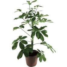 Videolu 1 Adet Hediyelik Tek Dal Yeşil Şeflera Çiçeği 50-80 cm Saksılı İç Mekan Bitkileri Schefflera