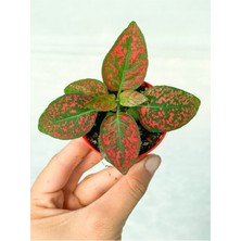 Mini Saksıda Kırmızı Hypoestes Bitkisi Hostes Fittonia Çiçeği