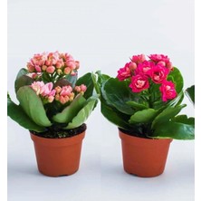 Kalanchoe Çiçeği Kalanşo 2'li Set Mini Saksılı