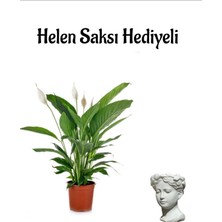 Hediyelik Zarif Beyaz Barış Çiçeği Kadınlar Gününe Özel Helen Saksı Hediyeli