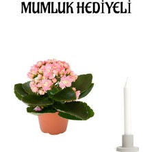 Kadınlar Günü Hediyesi Açık Pembe Kalanşo(Kalanchoe) Çiçeği Mumluk Hediyeli Çiçek