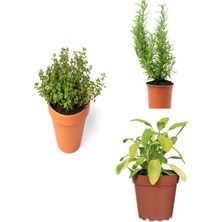 Videolu Mutfak Bitki Seti Adaçayı-Biberiye-Kekik (10-20 cm) 3 Adet Saksılı/ Tüplü Aromatik Bitki Seti