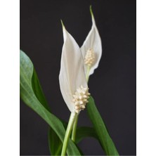 Garden Box Videolu Muhteşem Beyaz Renk Barış Çiçeği 30-40 cm Saksılı İç Mekan Bitkileri Whıte Spatifilyum