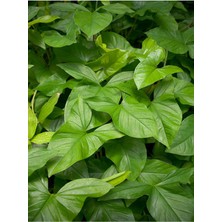 Videolu Yeşil Melek Kanadı Çiçeği Fidanı 1 Adet Saksılı/ Tüplü 40-60 cm İç Mekan Bitkisi (Syngonium)