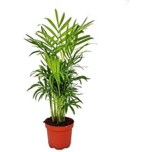 Videolu Şamadora Dağ Palmiyesi 1 Adet Saksılı Bitkisi 20-40 cm İç Mekan Bitkisi(Chamaedorea Elegans )