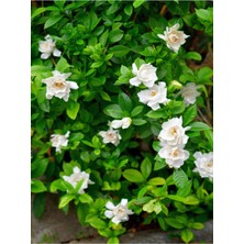 Gardenya Çiçeği-Gardenia Jasminoides- Köklü,kendi Bitkini Yetiştir