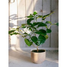 Gardenya Çiçeği-Gardenia Jasminoides- Köklü,kendi Bitkini Yetiştir