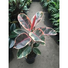 Pembe Alacalı Kauçuk Çiçeği 65-70 cm